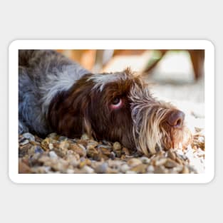 Looking up Spinone Sticker